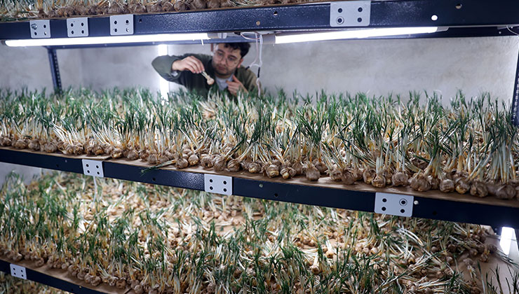 Konya’da 14 metrekarede 10 bin bitki soğanıyla safran üretiyor