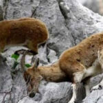 Konya’da 2 yaban keçisini öldürenlere 1,9 milyon lira ceza uygulandı