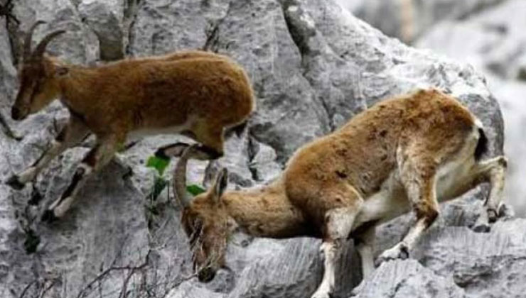 Konya’da 2 yaban keçisini öldürenlere 1,9 milyon lira ceza uygulandı