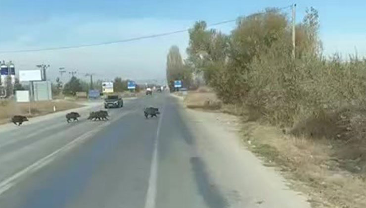 Konya’da kara yoluna çıkan yaban domuzu sürüsü böyle görüntülendi