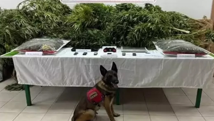 Konya’daki çiftlikte uyuşturucu bulunmuştu, cezaları belli oldu