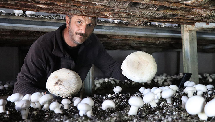 Konya’dan getirdiği kompost ile 80 tona yakın mantar üretiyor