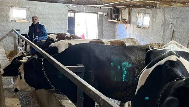 Konya’nın o ilçesinde şap aşılama çalışması yapıldı