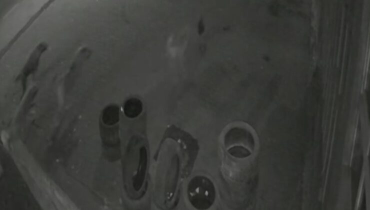 Köpeklerin saldırdığı tavuk oto lastikçiye sığındı