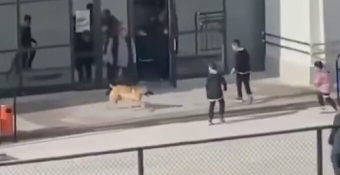 Okul bahçesinde başı boş köpek krizi, o anlar kamerada