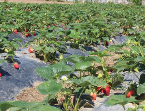 Organik tarım üretimi 1,3 milyon tonu aştı