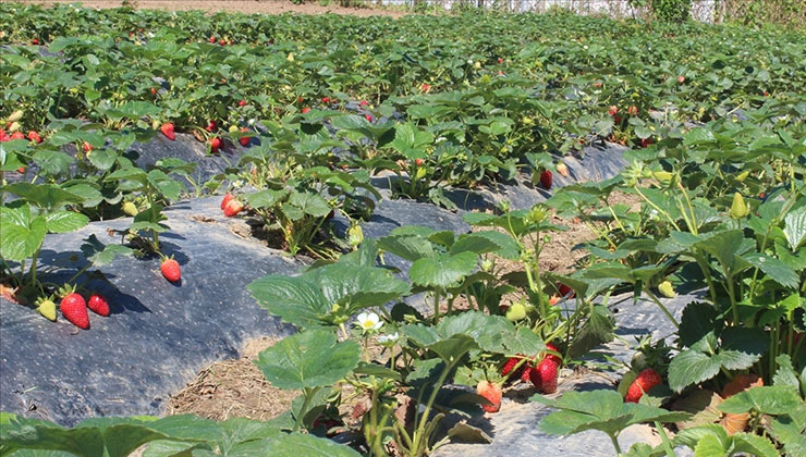 Organik tarım üretimi 1,3 milyon tonu aştı