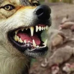 Panik kameralara yansıdı