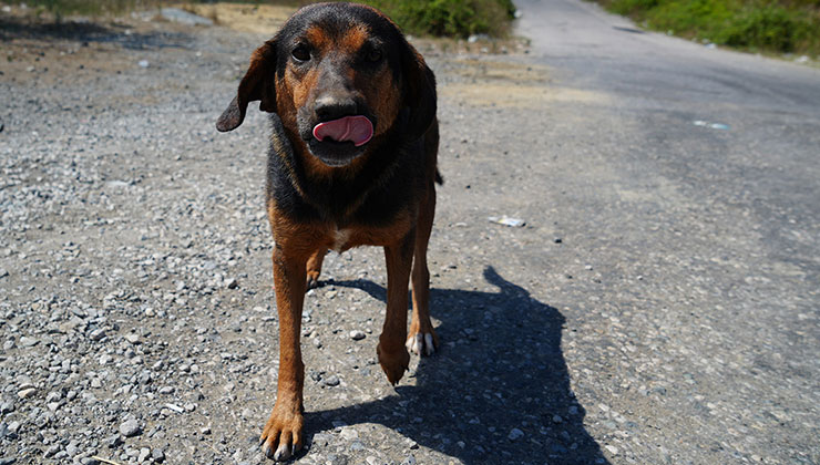 “Sokak köpeklerini kontrolsüz beslemek yasaklandı”