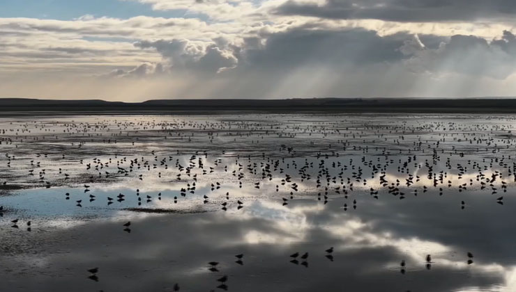 5 bin angıt kuşu Konya’da buluştu