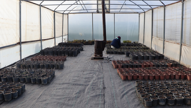 Beyşehir kendi gülünü kendi üretiyor