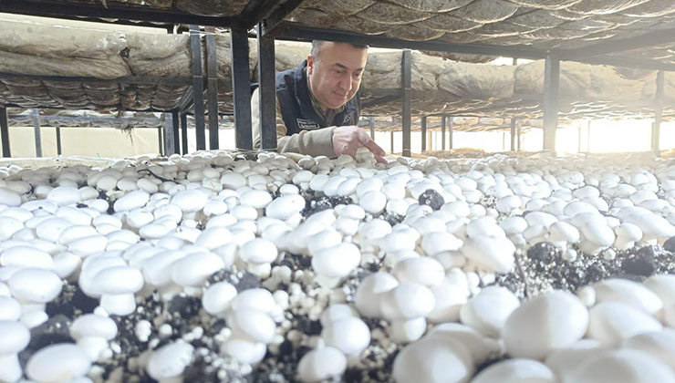Beyşehir’de mantar üretimi denetlendi