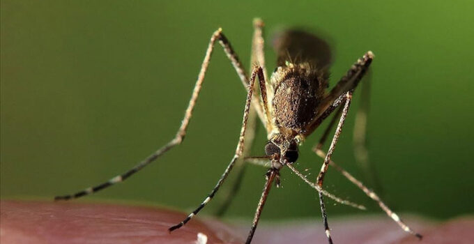 Bilim insanları, iklim değişikliğinin hayvanlardan bulaşan hastalıkları etkileyebileceğini ortaya koydu