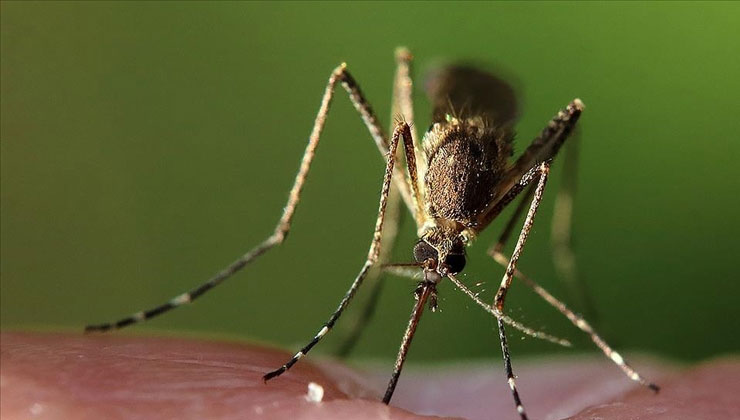 Bilim insanları, iklim değişikliğinin hayvanlardan bulaşan hastalıkları etkileyebileceğini ortaya koydu