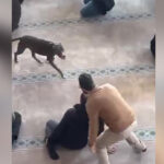 Camiye giren pitbull paniğe neden oldu