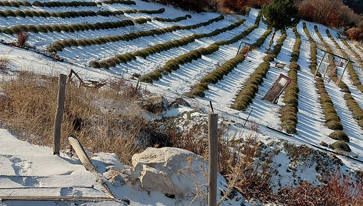 Derebucak’ta mor bahçeler beyaza büründü, barajlara su geldi