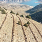 Doğu’da 9 milyon tohum ve fidan toprakla buluşturuldu