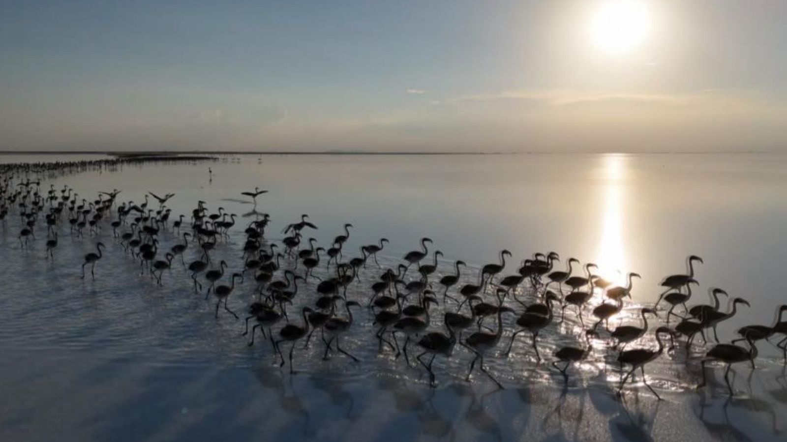 Flamingo cenneti olarak bilinen o gölde kuraklık çanları çalıyor