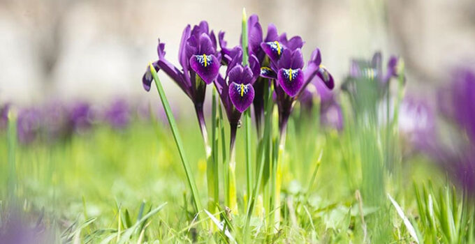 İhracatı yasak ve kotaya tabi doğal çiçek soğanları belirlendi