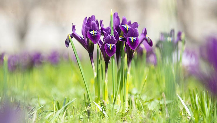İhracatı yasak ve kotaya tabi doğal çiçek soğanları belirlendi