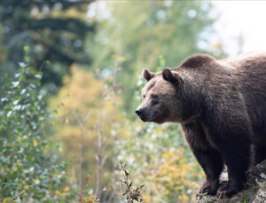 Japonya ayı saldırılarına karşı yapay zeka destekli gözetleme sistemi kullanıyor