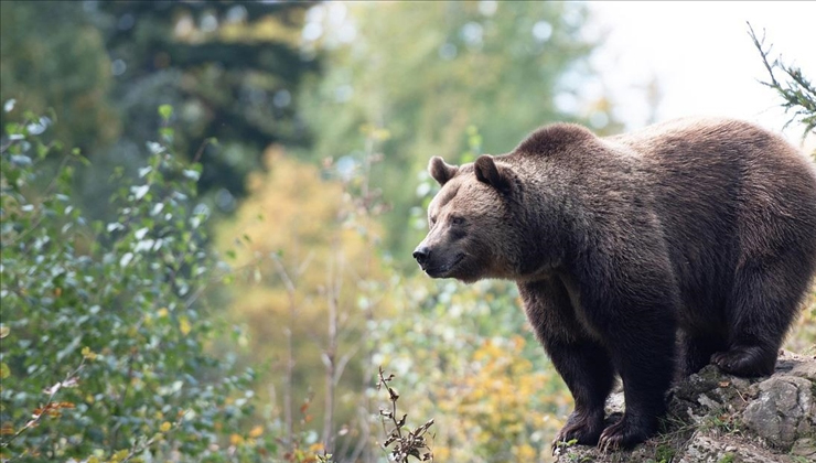 Japonya ayı saldırılarına karşı yapay zeka destekli gözetleme sistemi kullanıyor