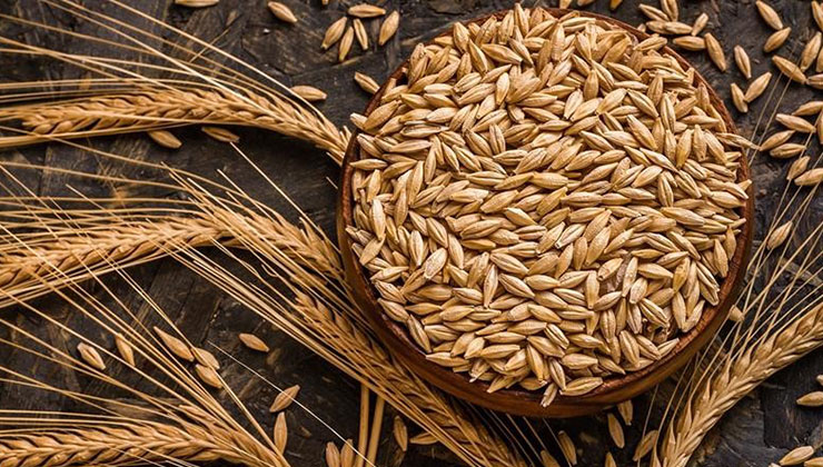 Konya ve birçok ilde ekim alanları genişliyor