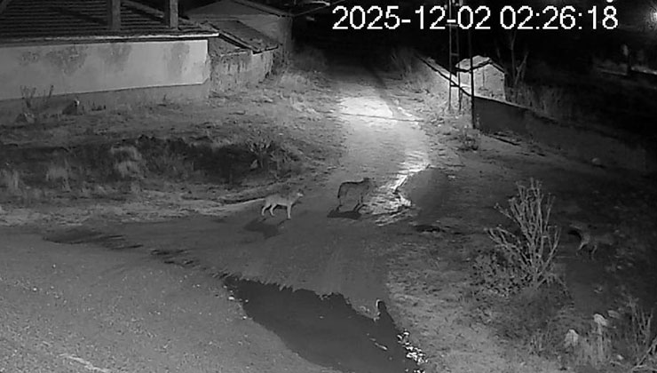 Konya’da aç kalan kurt sürüsü mahalle meydanına indi