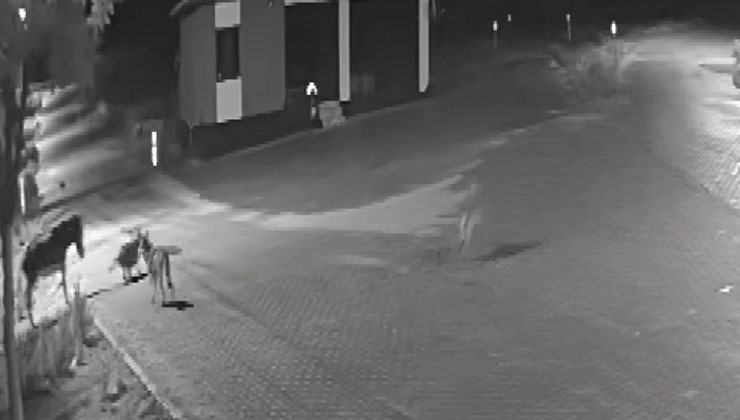 Konya’da aç kalan kurtlar mahalleye inerek eşeğe saldırdı