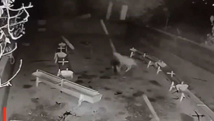 Konya’da ağıla giren kurt, 2 koyunu telef etti