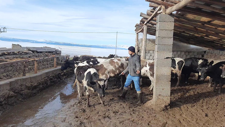 Konya’da büyükbaş hayvanlar şapa karşı aşılanıyor