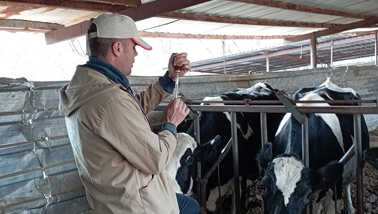 Konya’da şap hastalığında kritik süreç