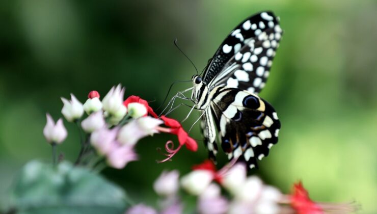 Konya’da Şebiarus ziyaretçileri kelebeklerin tropikal dünyasını da keşfedecek