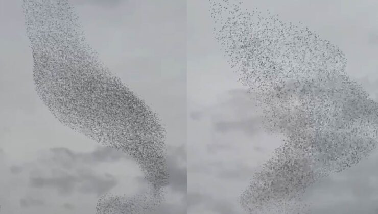 Konya’da sığırcık kuşları görsel şölen oluşturdu