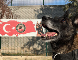 Konya’da uyuşturucu tacirlerinin ‘Bulamazlar’ dedikleri zulaları burunları ile patlatıyorlar