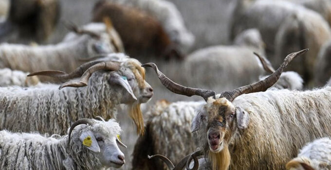 Tiftiğin ekonomiye kazandırılması için destek mekanizmaları geliştirilecek