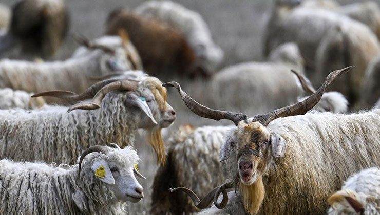 Tiftiğin ekonomiye kazandırılması için destek mekanizmaları geliştirilecek