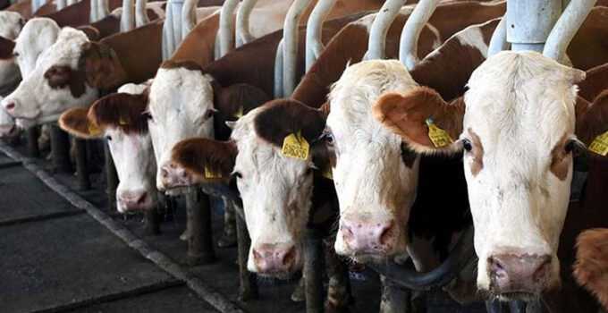 Toplanan inek sütü miktarı ekimde 895 bin 834 ton oldu