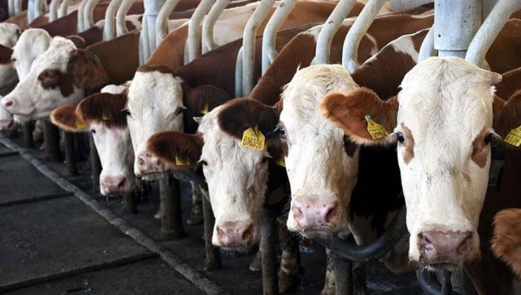 Toplanan inek sütü miktarı ekimde 895 bin 834 ton oldu