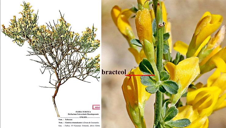 Toroslar’da yeni bitki türü keşfi; Ermenek borcağı