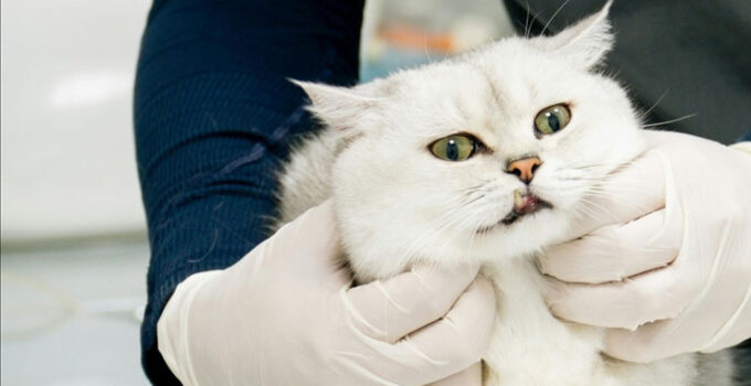 Veteriner Kontrol Enstitülerinin kapasitesi 21 yeni laboratuvarla güçlendirilecek