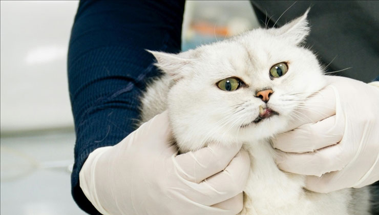 Veteriner Kontrol Enstitülerinin kapasitesi 21 yeni laboratuvarla güçlendirilecek