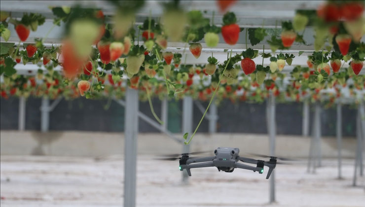 Yapay zeka destekli topraksız serada üretilen çilek 7 ülkeye ihraç edildi