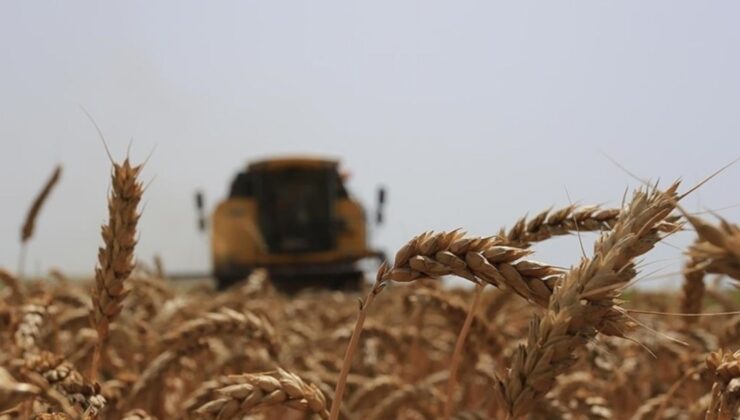 Anadolu Tarım İşletmesi Müdürlüğü 327 ton buğday satacak