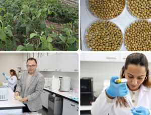 Anadolu’nun kıraç topraklarında verimi artıran 5 çeşit yerli soya tohumu geliştirildi