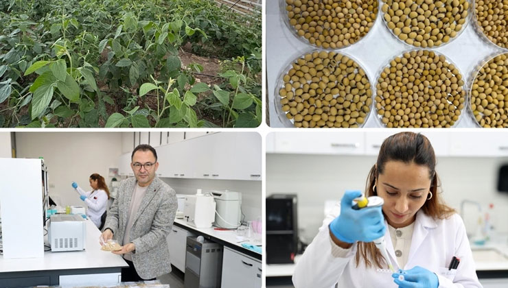 Anadolu’nun kıraç topraklarında verimi artıran 5 çeşit yerli soya tohumu geliştirildi