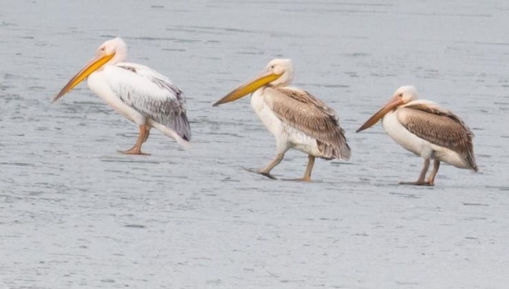 Beyşehir Gölü buz tuttu, pelikanlar sürpriz yaptı