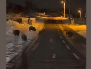 Domuz sürüsü ilçe merkezinde görüntülendi