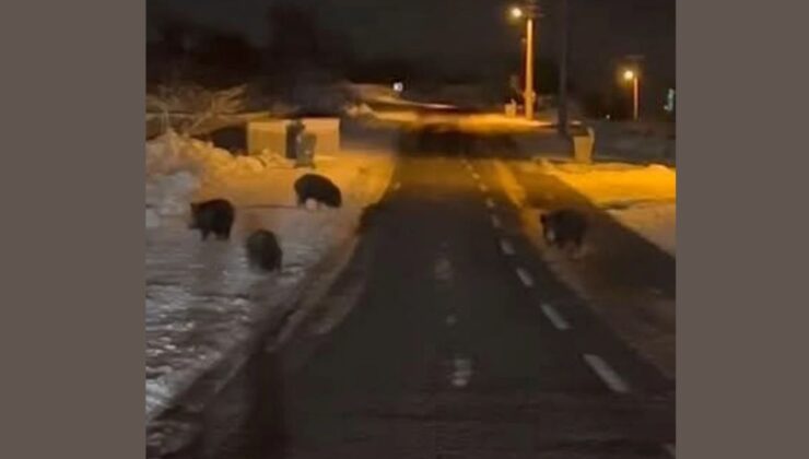 Domuz sürüsü ilçe merkezinde görüntülendi