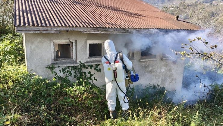 Giresun’da kahverengi kokarcayla mücadele dört koldan devam ediyor